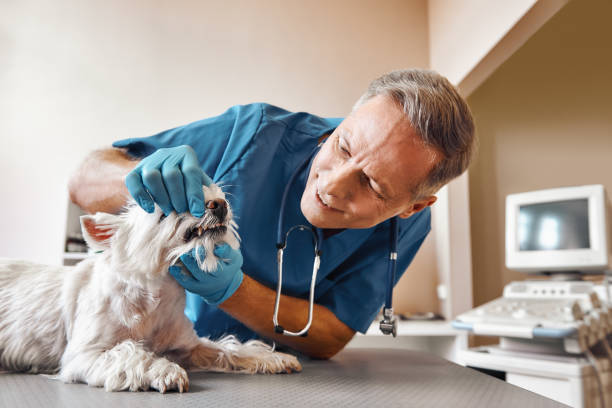 Best Emergency Root Canal Treatment in Jacksboro, TX